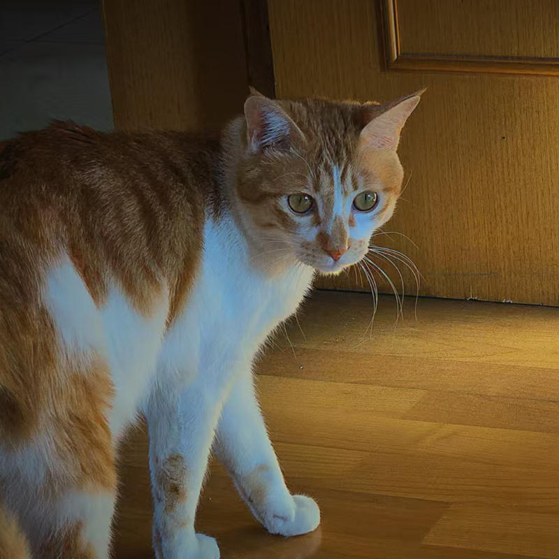 设置面板中的猫咪图片